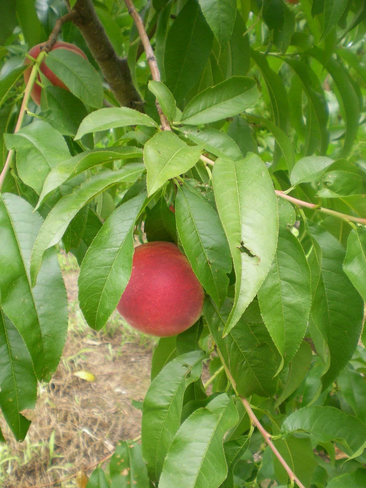 Jarvis House Peaches at Gross' Orchard Bedford, Virginia
