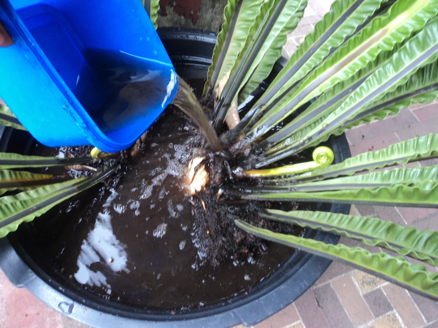 How to Propagate a Birds Nest Fern This Old House