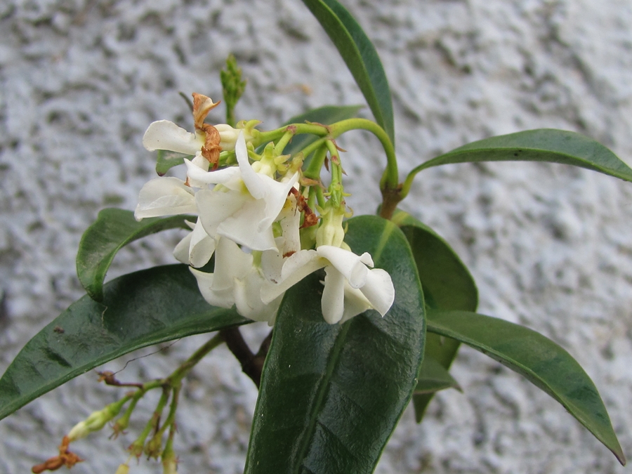 photographing New Zealand jasmine