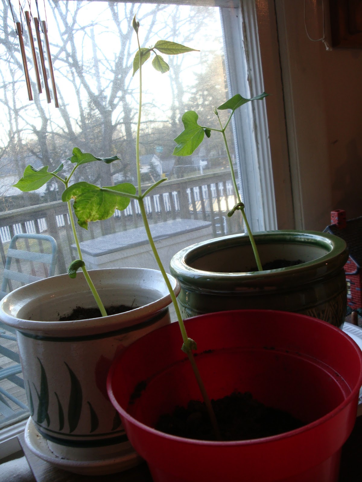 HelpingMomsHome Growing Lima Bean Plants from Seeds