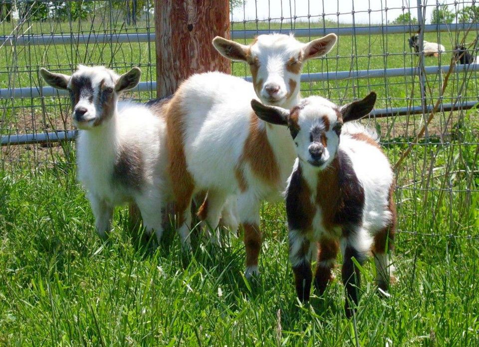 Future Farmsteader Heritage Breed Nigerian Dwarf Goats