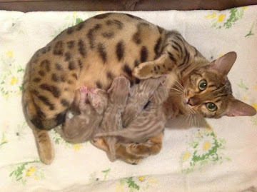 Luna and her kittens