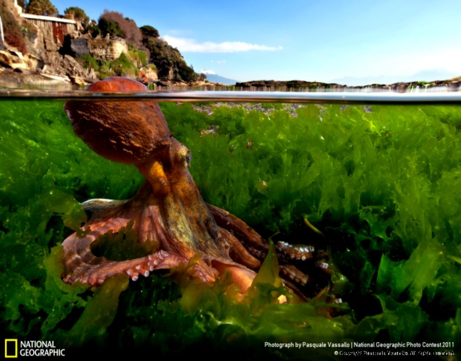 Nature Week 10 Wallpaper National Geographic Photo Contest Nature Week 10 Wallpaper National Geographic Photo Contest