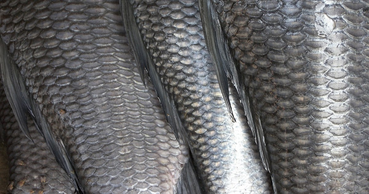 De Rerum Natura Por que é que as escamas dos peixes têm um brilho