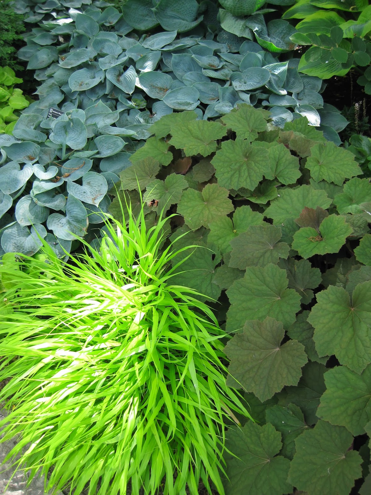 Le Paradis Floral De Caroline Sureau Sutherland Gold Sambucus