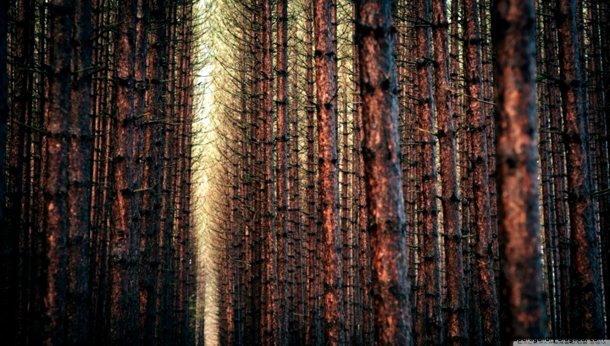 Dark Forest Autumn HD desktop wallpaper Widescreen High Dark Forest Autumn HD desktop wallpaper Widescreen High