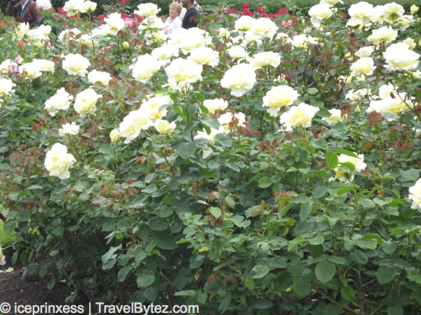 A Rose Is A Rose What S In A Name A Tea Or Not A Tea