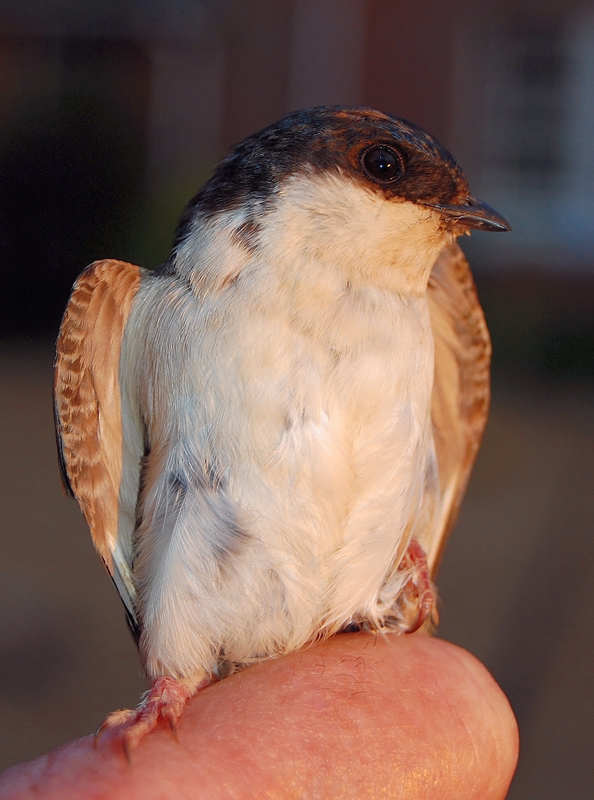East Norfolk Ringing Group House Martins