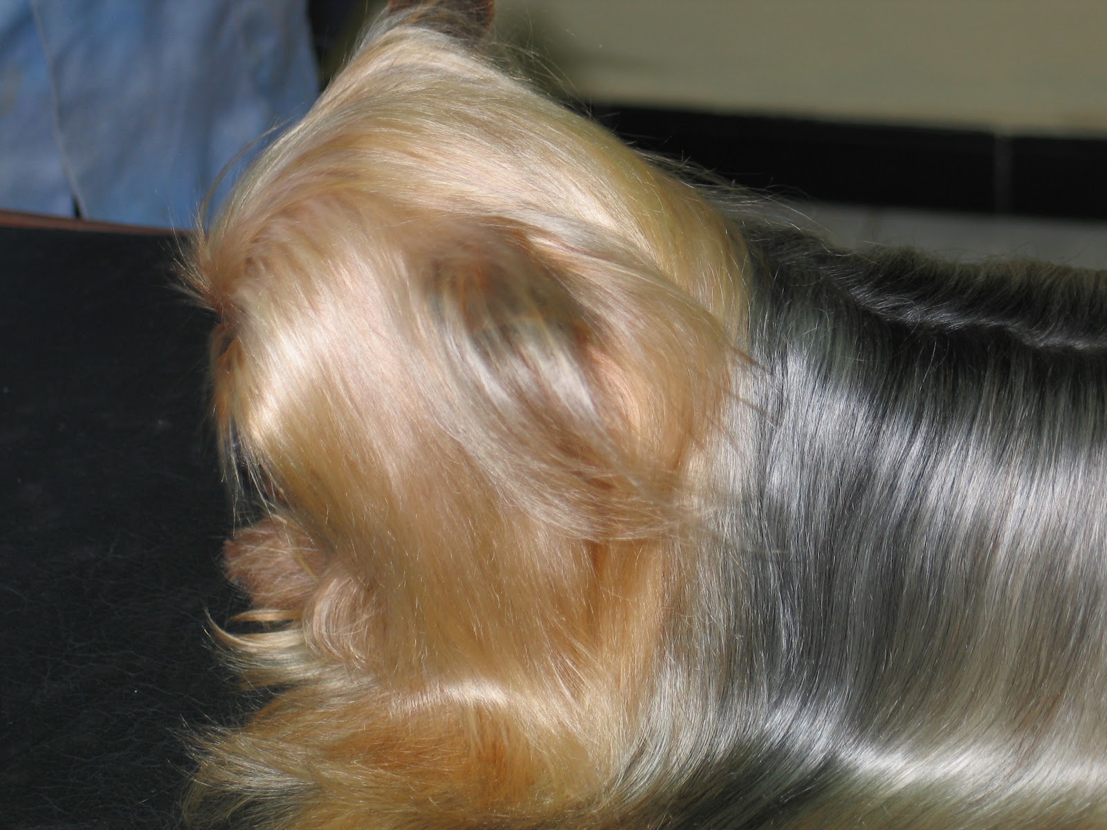 Professional Dog Grooming Shampoo MD10 Collection Champu para Perros