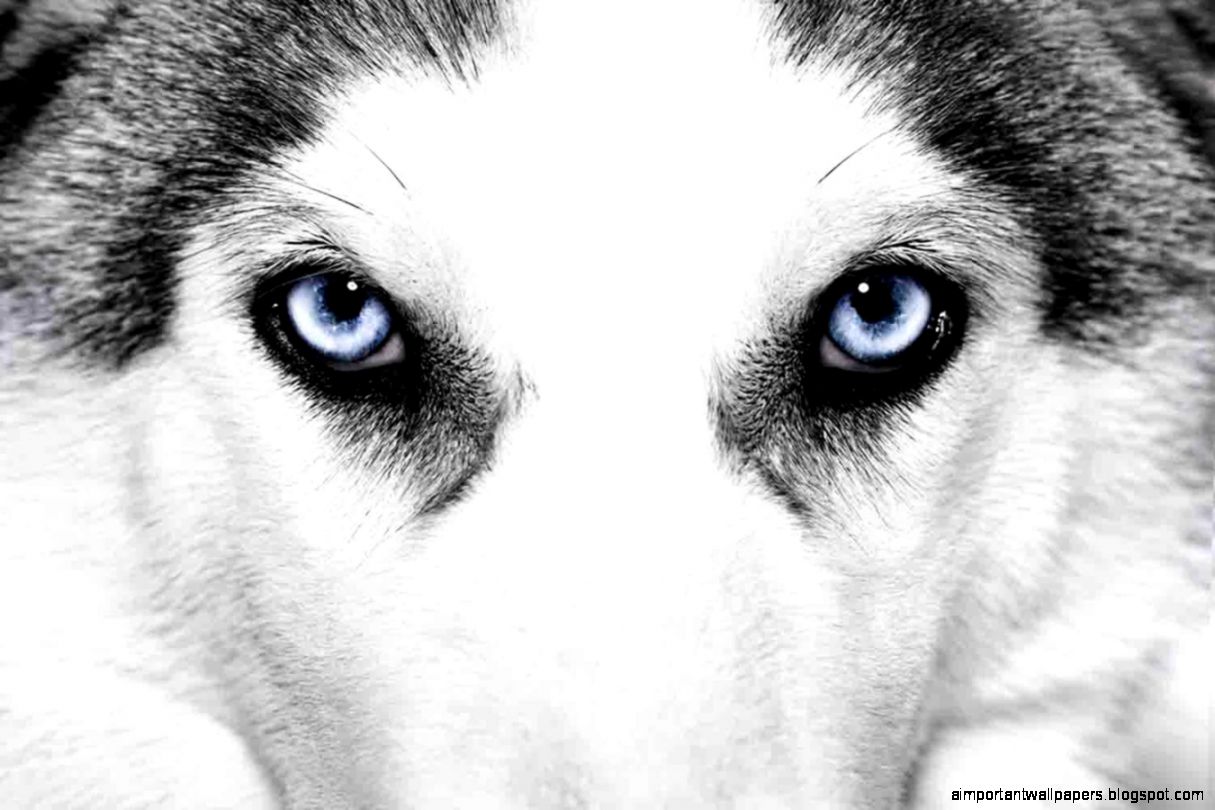 Cute Husky Wallpaper Android Apps on Google Play Cute Husky Wallpaper Android Apps on Google Play