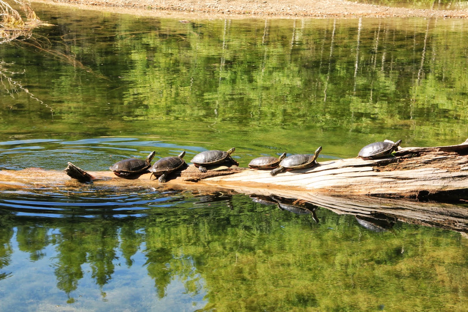 Family Adventures in the Canadian Rockies Camping in British Columbia