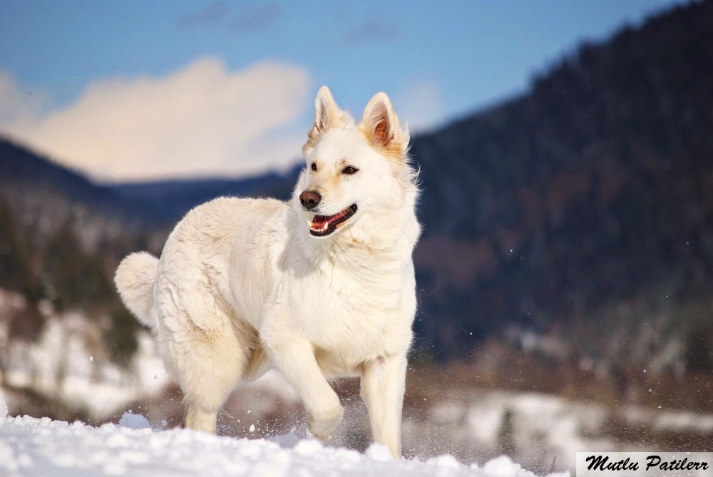 Mutlu Patilerr Çoban Köpeği Cinsleri ve Özellikleri&hellip;