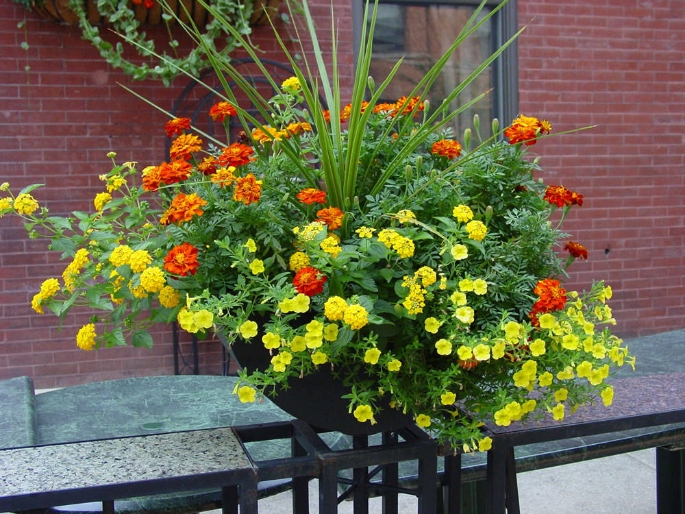 Best Marigolds For Containers at Violet Ostrander blog