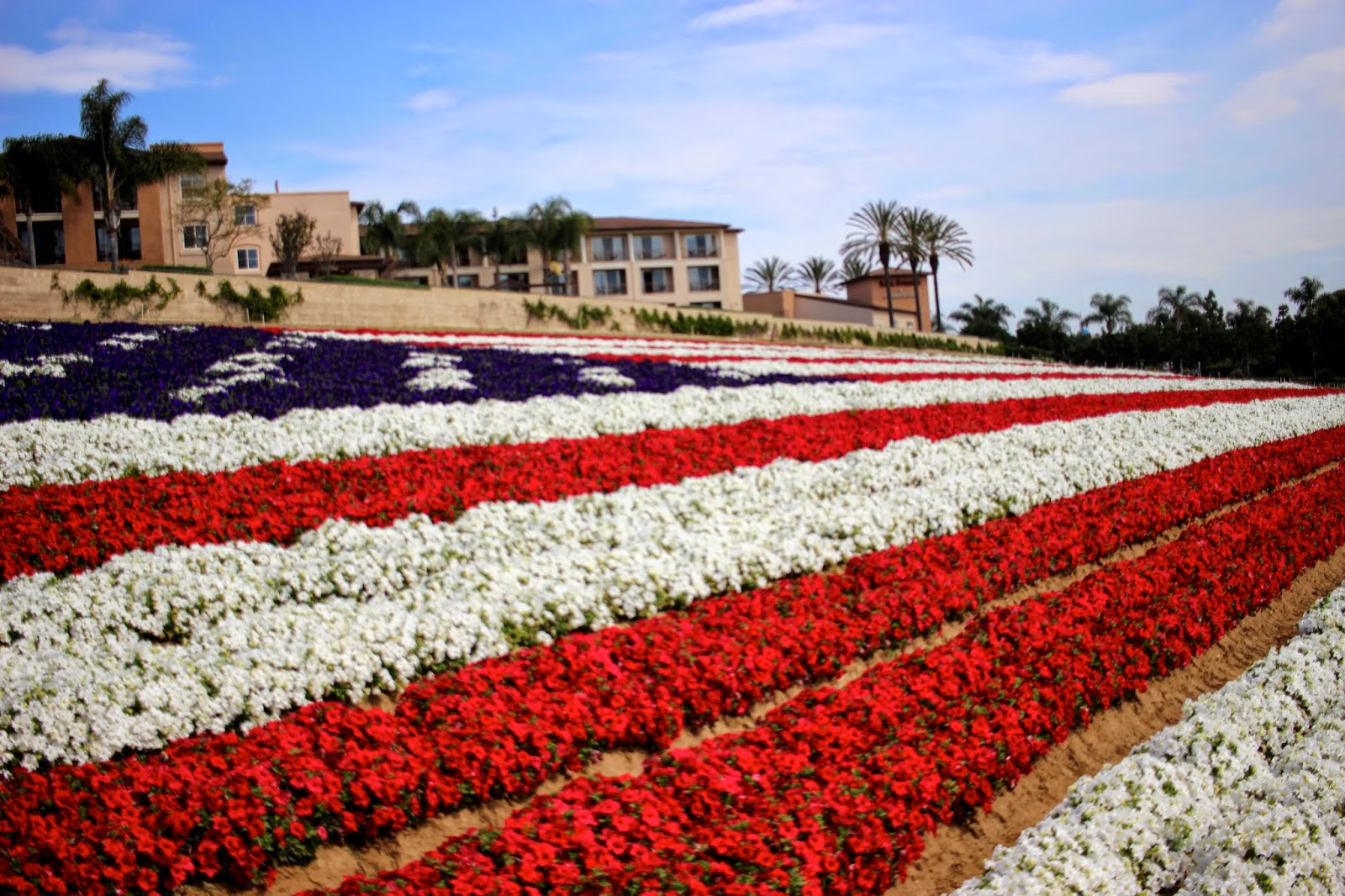 A Visit to the Flower Fields and the Carlsbad Premium Outlets Laura