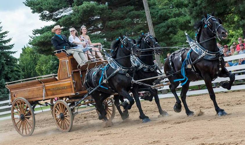 Eaglesfield Percherons North American Six Horse Hitch Classic Series Lloydminster Exhibition