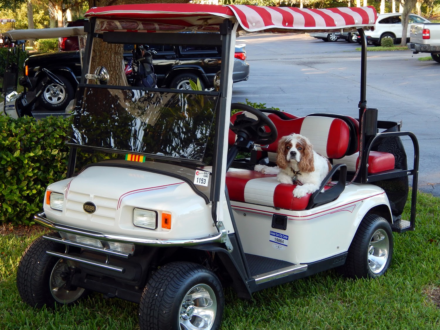 Dog resting in drivers seat of EZGO ST Sport II golf cart, Sun City