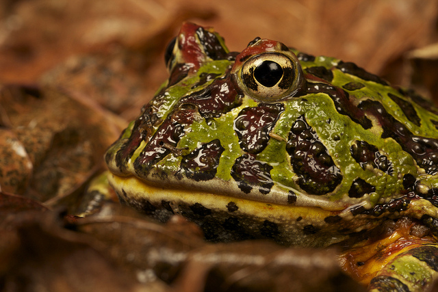 ornate horned frog