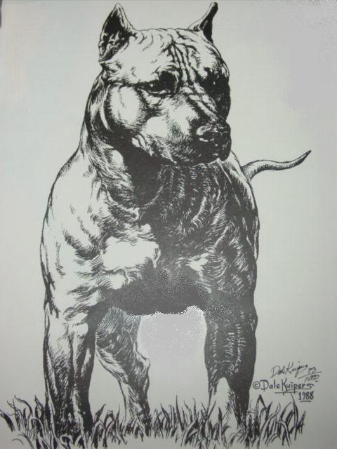 pitbull beslemek mayis 2011