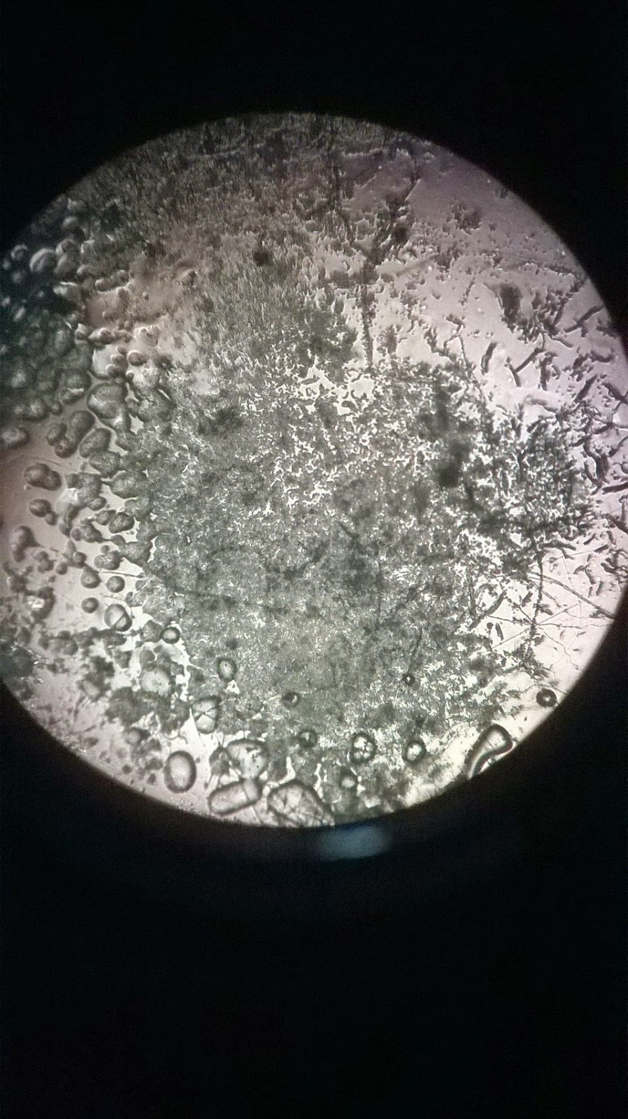 PRACTICAS DE TEMAS SELECTOS DE BIOLOGIA : Practica identificación de