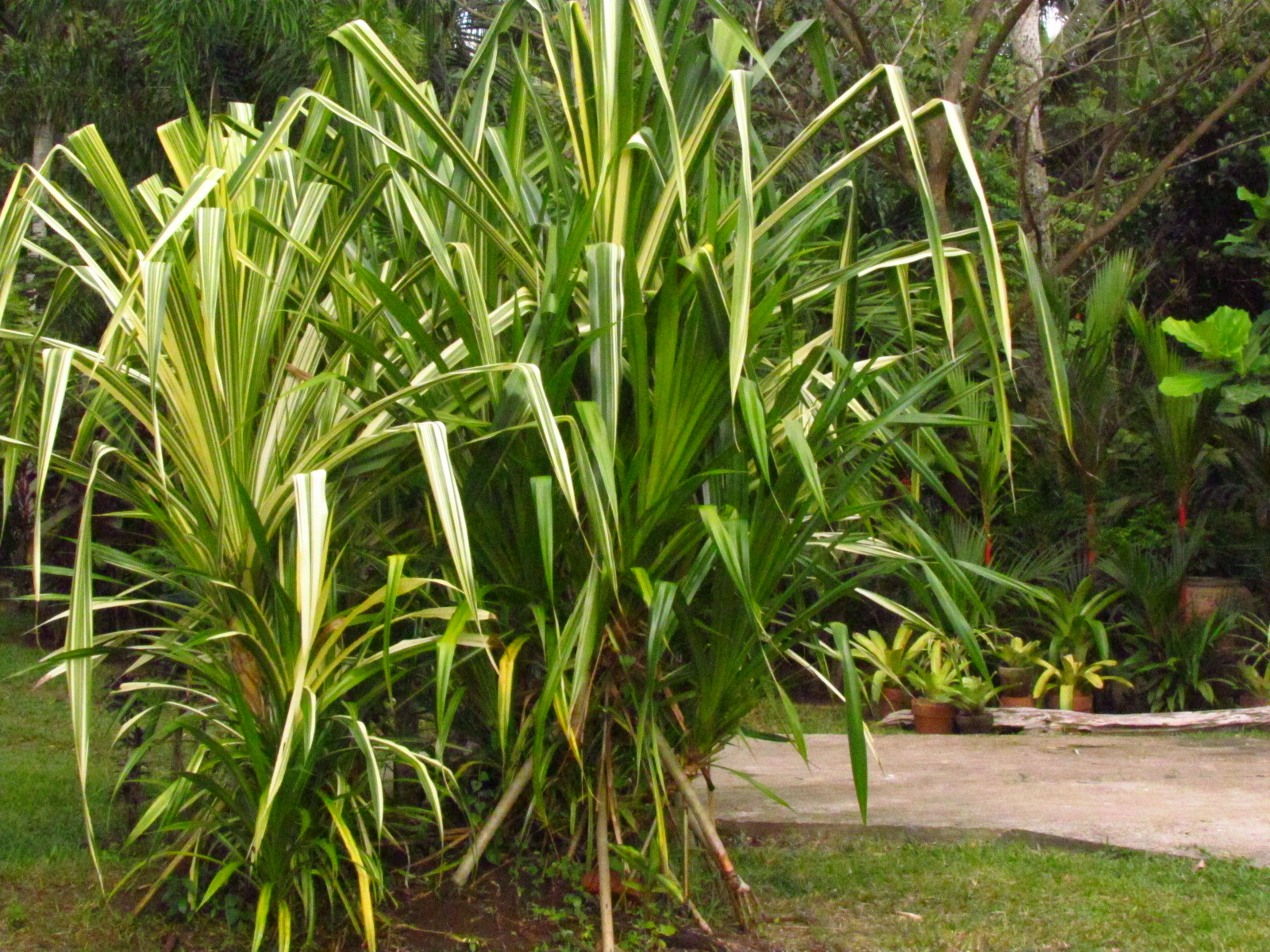 One of my most favorite landscaping plants is the Screw Pine (Pandanus, Tag...