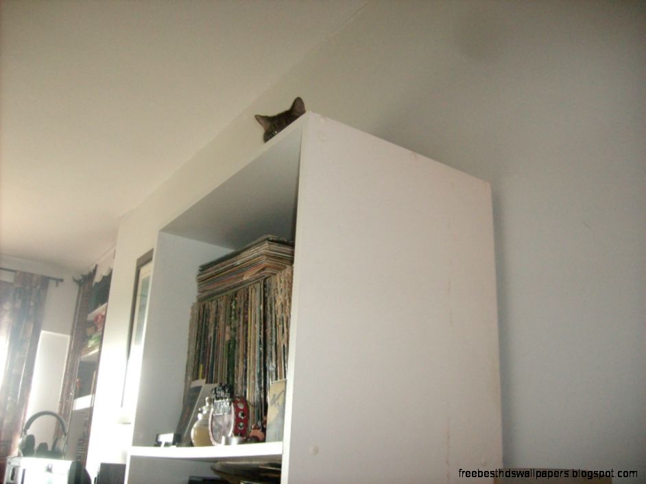 The simple joy of catching my cat Kiki spying on me is one of those The simple joy of catching my cat Kiki spying on me is one of those