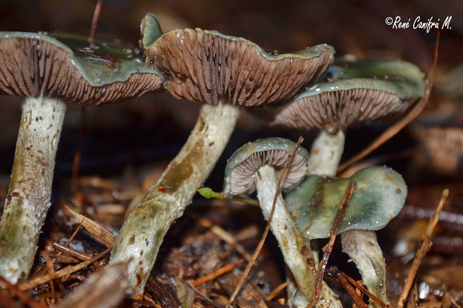 Hongos Stropharia aeruginosa