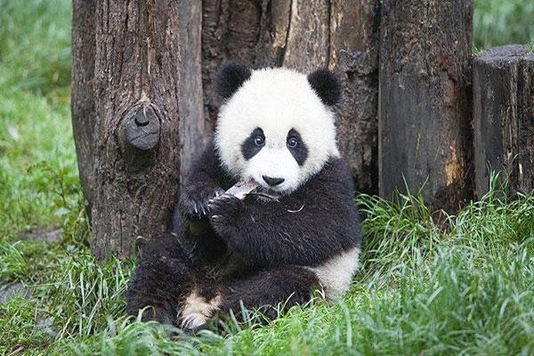 Chinese Sex Videos - Free Collection of.