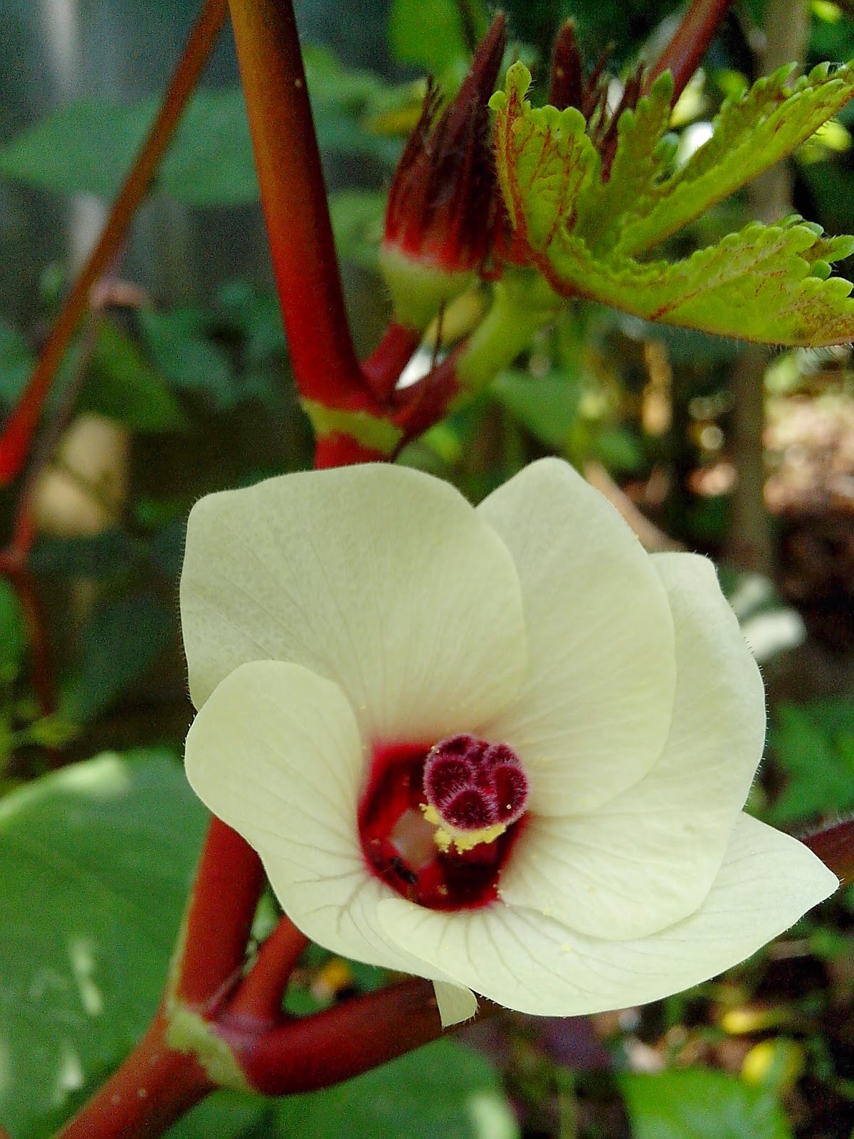 Endah Murniyati's Journey RED OKRA BLOSSOM