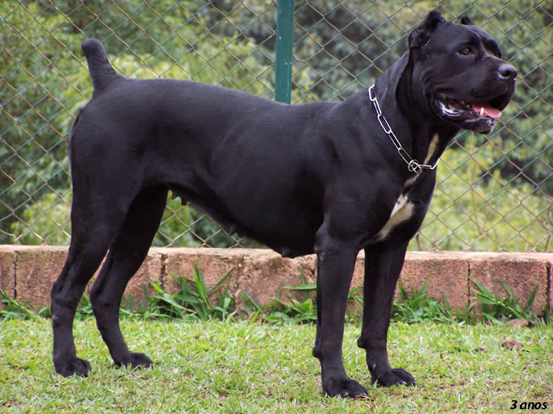 I saw a Cane Corso puppy the other day. SUPER CUTE and adorable and very ... I saw a Cane Corso puppy the other day. SUPER CUTE and adorable and very ...