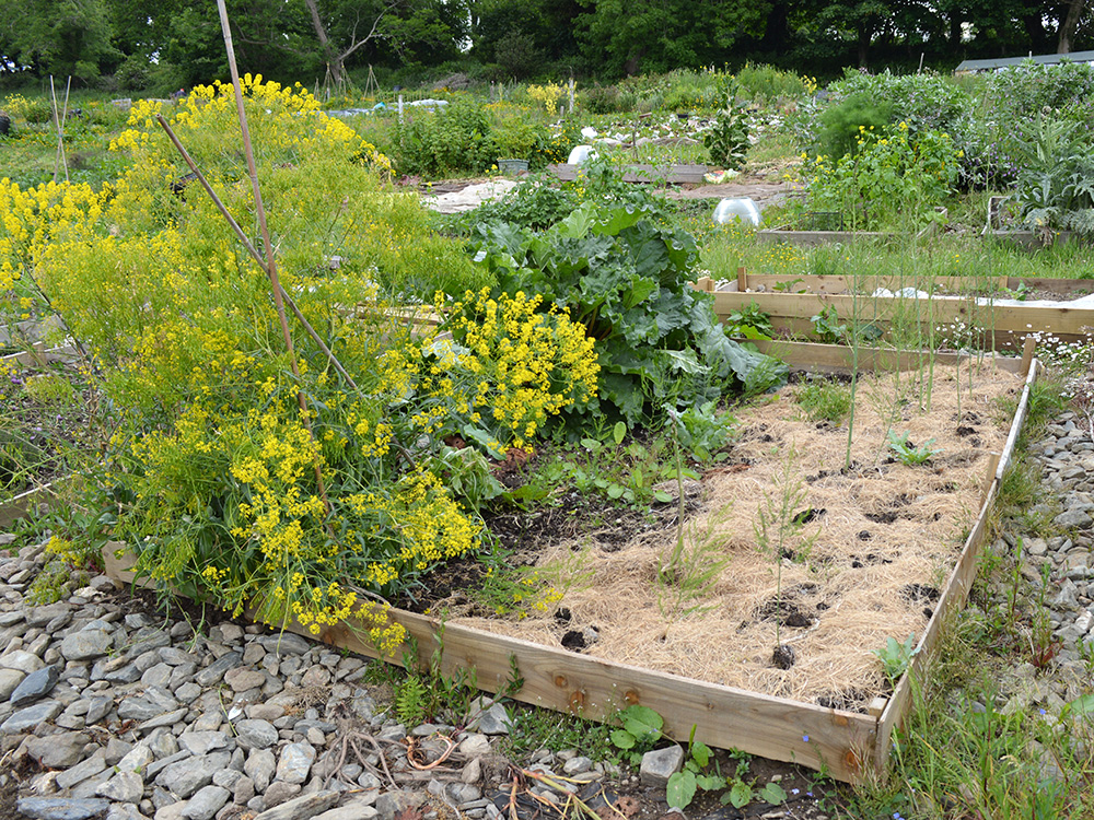 The Garden and Allotment in June Garden Living and Making with Lovely