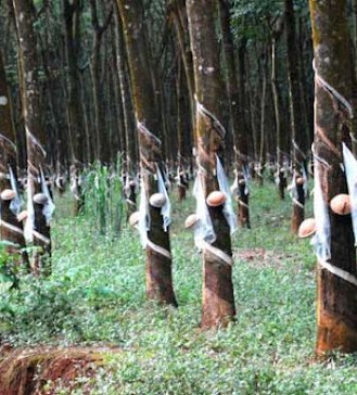 Vietnamese rubber plantations in Cambodia.