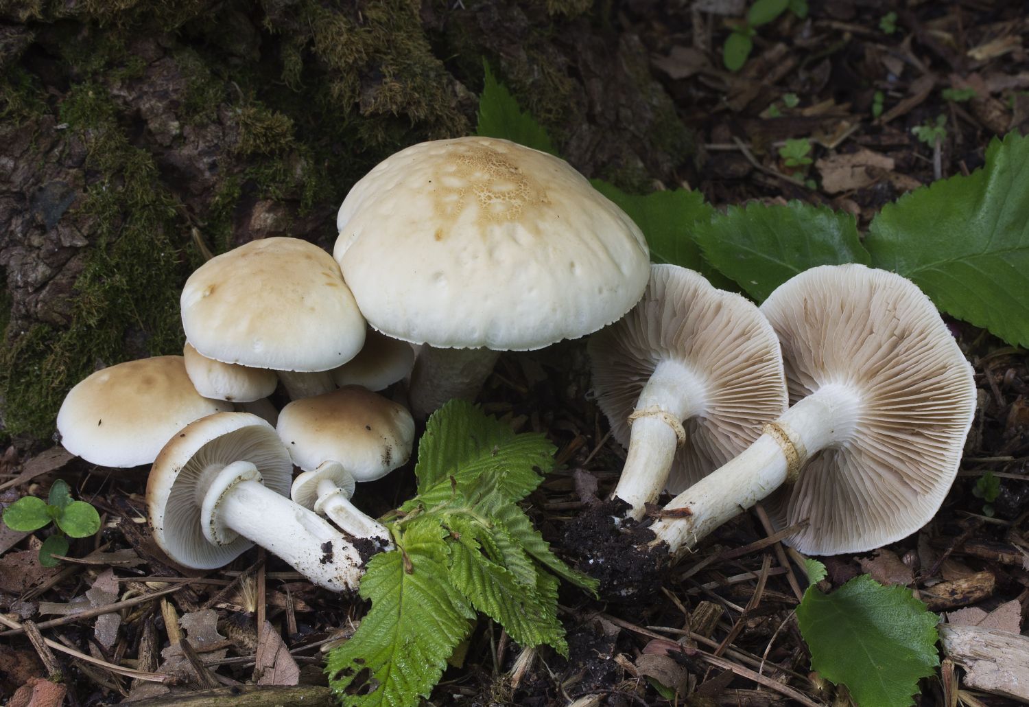 Ciencias Naturales CEUJA 2015 CULTIVO DE SETAS (Hongos Comestibles)