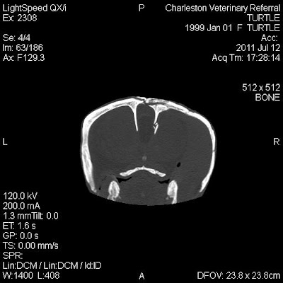 Sea Turtle Brain