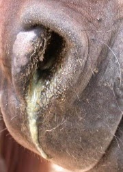 ehv-1 symptoms in horses