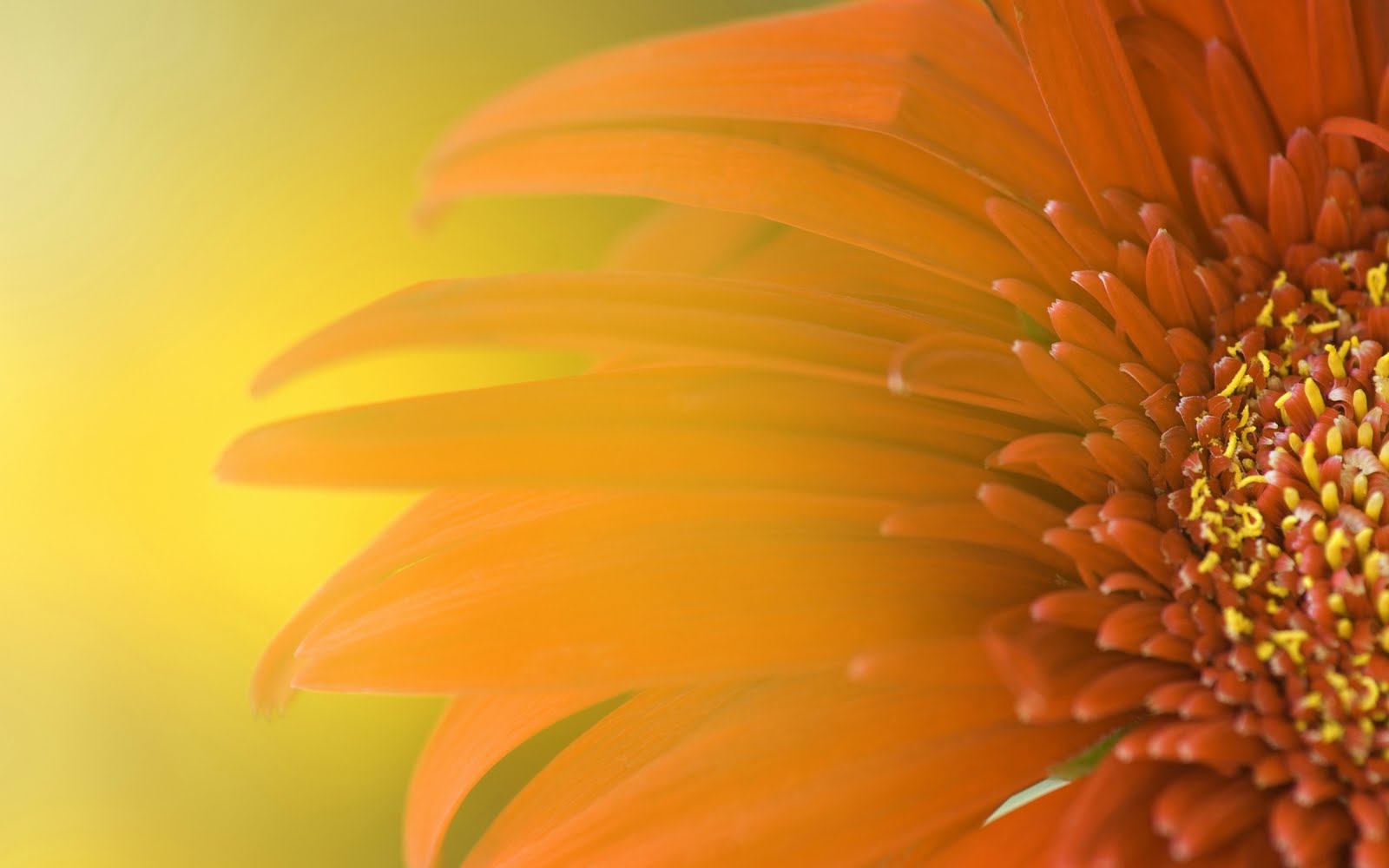 http://3.bp.blogspot.com/-QqaD92MY_IU/Tglz19HOhmI/AAAAAAAAADw/BLg0vexcoLM/s1600/acer+laptop+wallpaper+%252812%2529.jpg