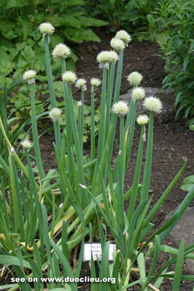 Allium fistulosum L.