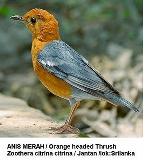 Ragam Jenis Burung Anis Dunia Binatang Peliharaan