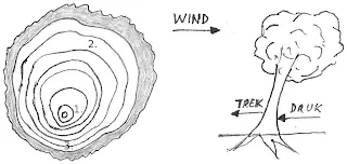 Tekening vervorming van hout door wind