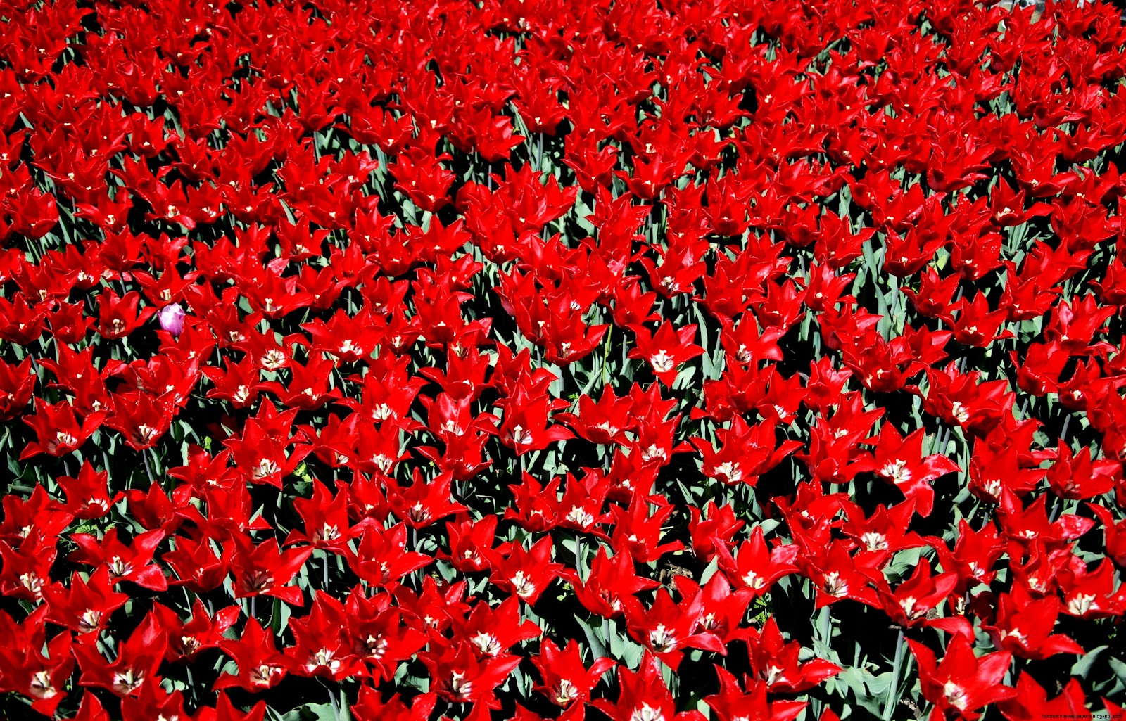 Tulips Botanical Garden Tulips Botanical Garden