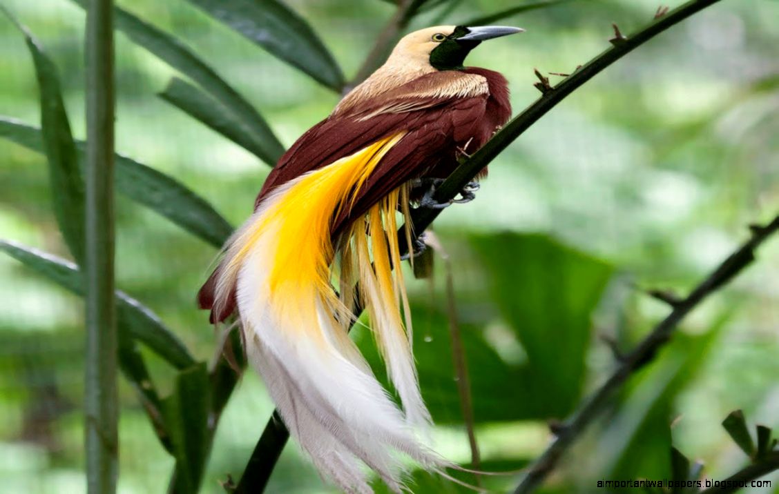 Beautiful Dancing Bird Birds of paradise YouTube Beautiful Dancing Bird Birds of paradise YouTube