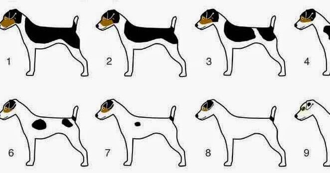 Terrierman&#039;s Daily Dose: Why Color is Good on a Jack Russell Terrier