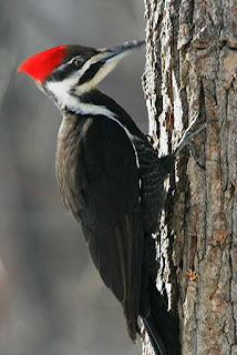 Interesting Facts About Woodpeckers !!! | Do You Know?