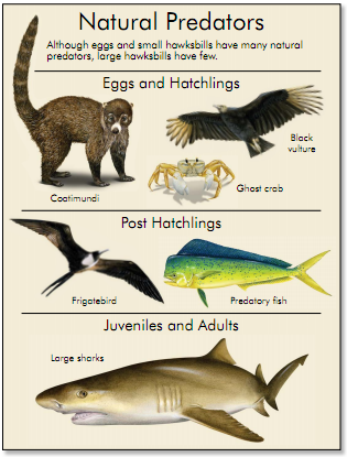 natural predators of sea turtles Turtle Island