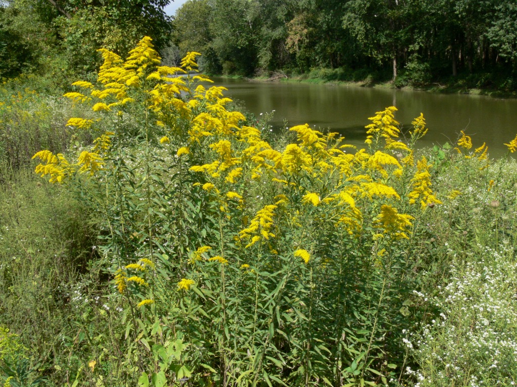 Ohio Birds and Biodiversity The joys of ragweed