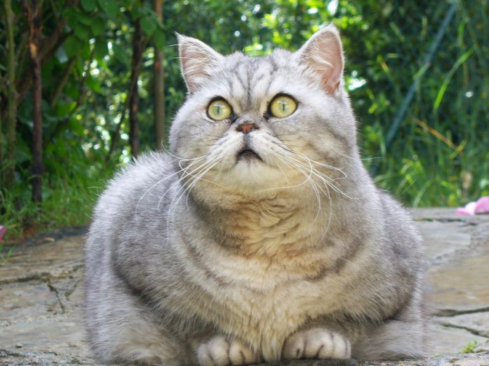 Funny Fat Cat New Photos 2012 - Pets Cute and Docile