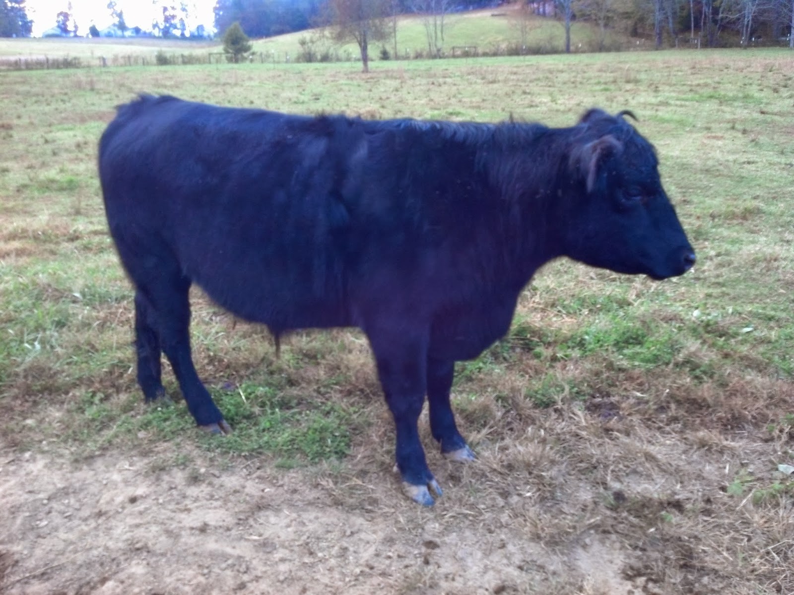 Our Tiny Farm in Western NC Our Tiny Farm GrassPasture Raised Beef
