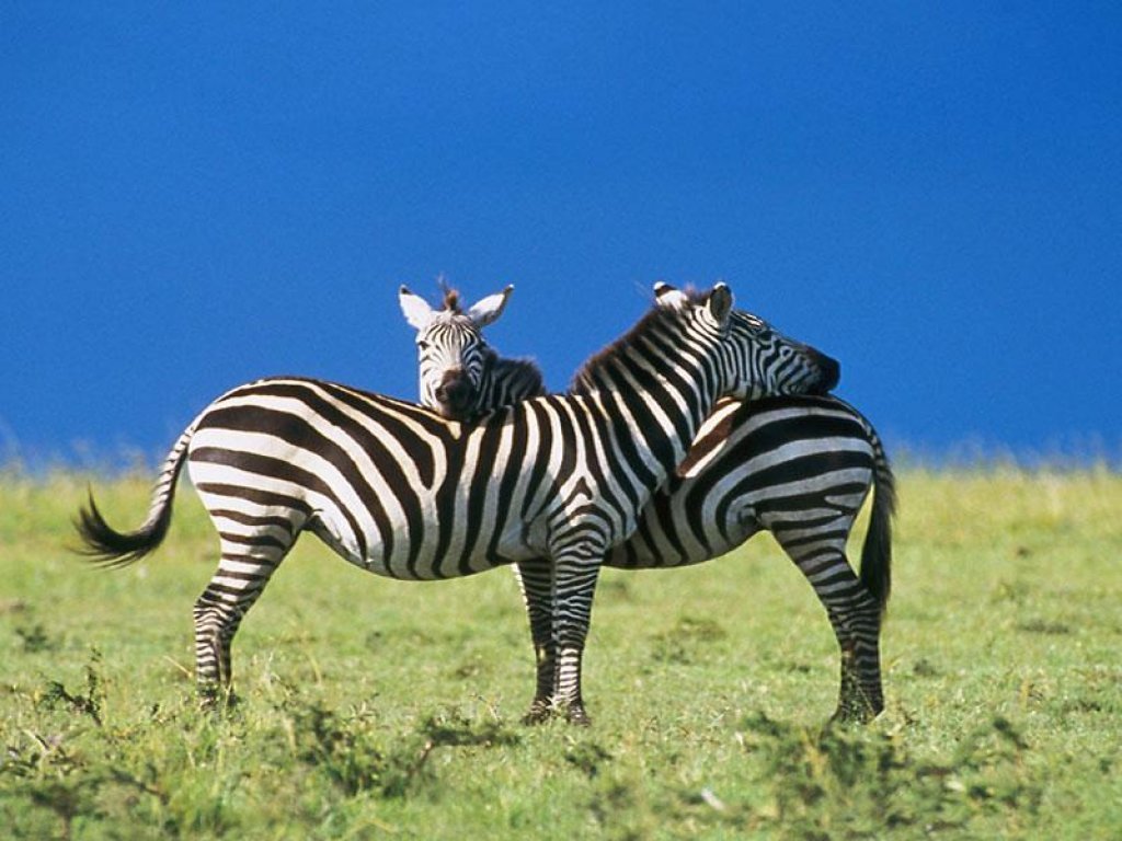Zebra Hd Wallpapers
