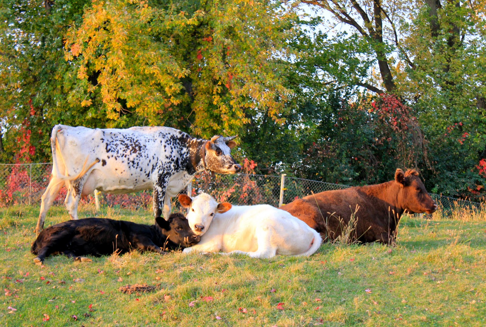 Squash Blossom Farm Octoberblest
