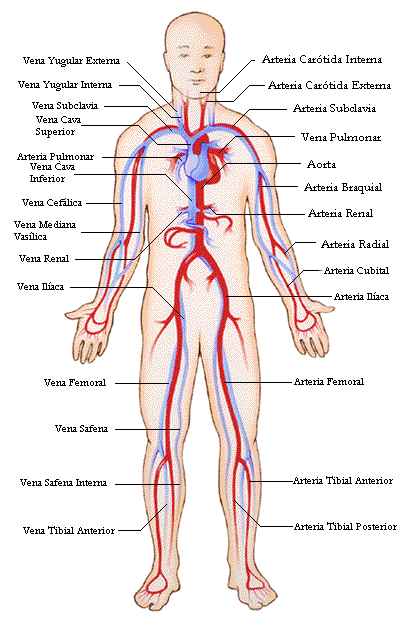Tipos De Vasos Sanguineos Del Cuerpo Humano