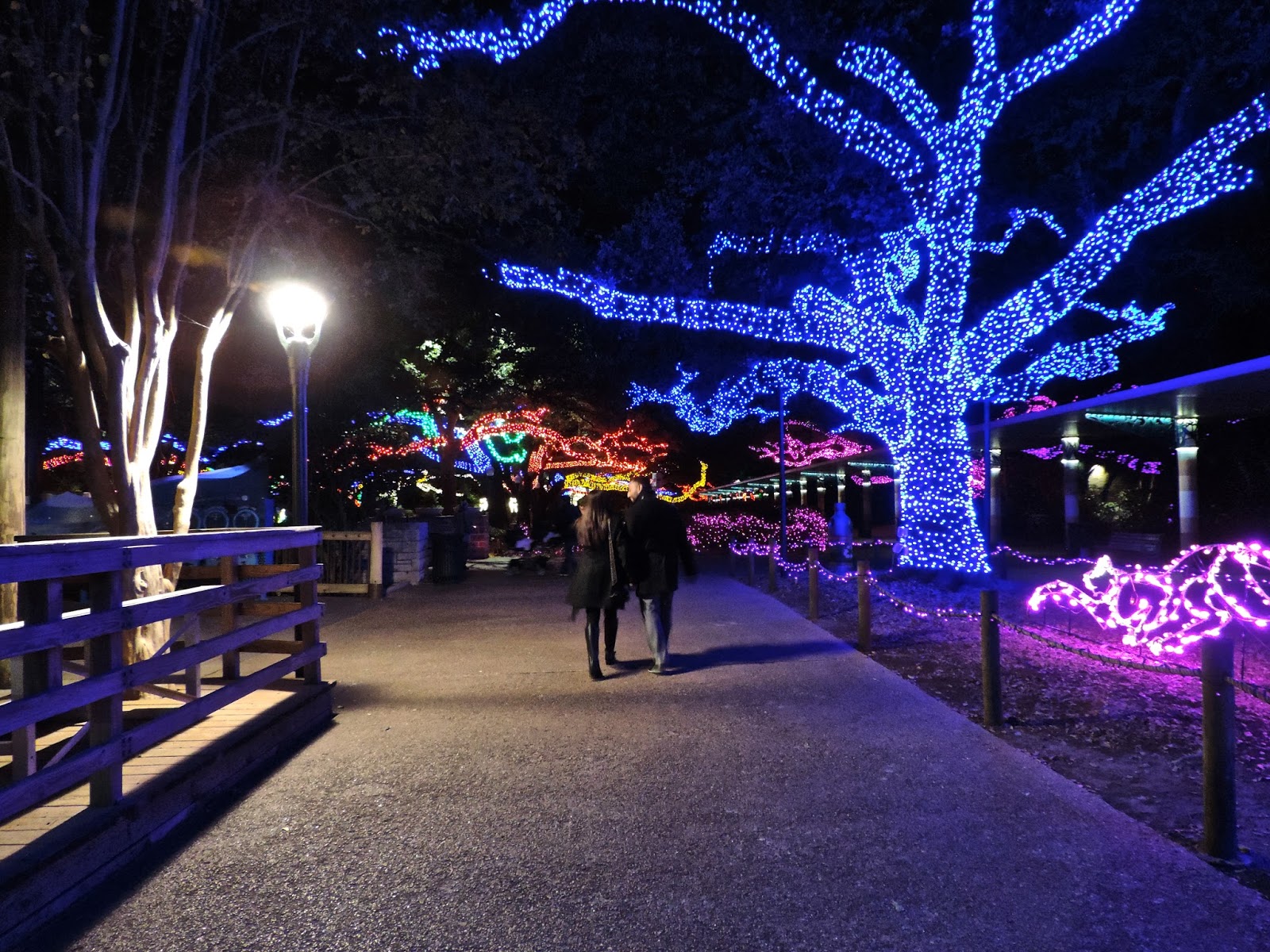 Of Golden Roses Houston Zoo Lights